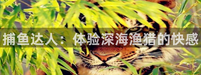 沐鸣娱乐代理是谁：捕鱼达人：体验深海渔猎